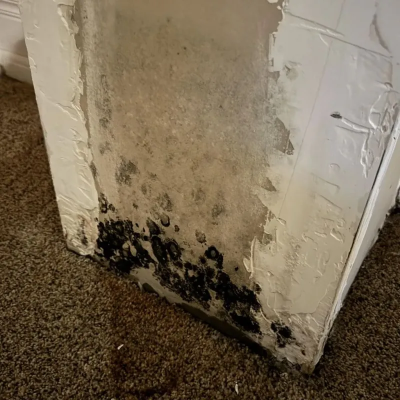 Professional Mold Removal in Warren County, MS